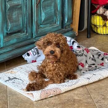 Rescue Poodle and Cocker Spaniel Dogs for Adoption in Sinking Spring, Pennsylvania - Kash Monee Mernar | PetCurious