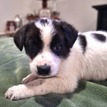 Rescue Border Collie Dogs for Adoption in South Kingstown, Rhode Island - Dottie Holstein | PetCurious
