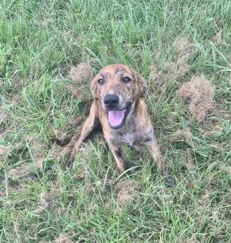 Rescue Catahoula Leopard Dog Dogs for Adoption in Manchester, Connecticut - June | PetCurious