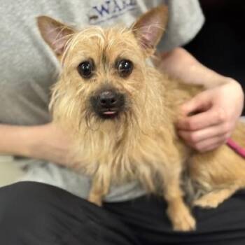 Yorkshire Terrier Dogs Available for Adoption in Worcester, Massachusetts - Dory | PetCurious