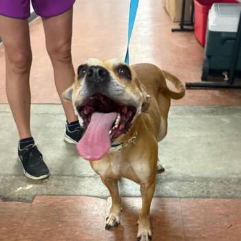 Trixie -  Pit Bull Terrier and Chihuahua Dog for Adoption in East St. Louis, Illinois - Trixie | PetCurious