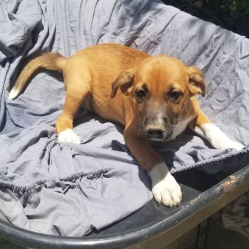 Chip -  Dachshund and Hound Dog for Adoption in Albany, New York - Chip | PetCurious