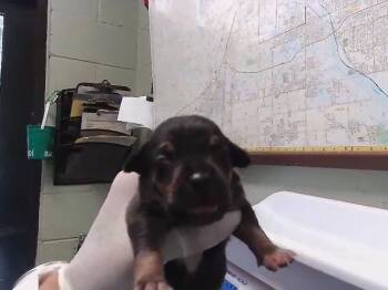 BLACK 2 -  Doberman Pinscher and Mixed Breed Dog for Adoption in Tulsa, Oklahoma - BLACK 2 | PetCurious