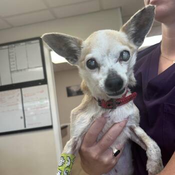 Esther 195 -  Chihuahua Dog for Adoption in Seneca, South Carolina - Esther 195 | PetCurious