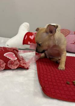 Chihuahua and Mixed Breed Dogs Available for Adoption - Rumba | PetCurious