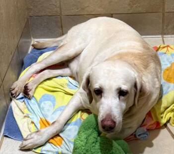 Kanani -  Golden Retriever and Mixed Breed Dog for Adoption in Honolulu, Hawaii - Kanani | PetCurious