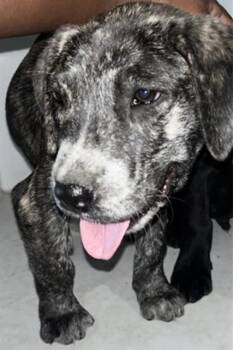 Bernese Mountain Dog Dogs Available for Adoption - A651828 | PetCurious