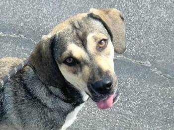 Mixed Breed Dogs Available for Adoption in Georgetown, Texas - Peaches | PetCurious