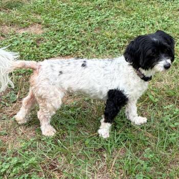 Corazon Rae -  Maltese and Mixed Breed Dog for Adoption in Houston, Texas - Corazon Rae | PetCurious