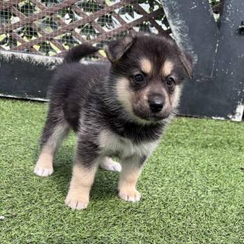 Shepherd Dogs Available for Adoption in Loxahatchee Groves, Florida - Polar 8423 | PetCurious