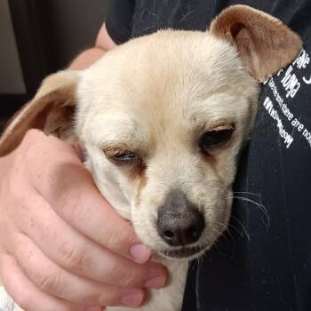 tidbit -  Chihuahua Dog for Adoption in Yuma, Arizona - Tidbit | PetCurious