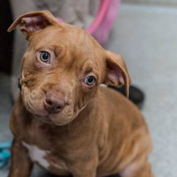American Staffordshire Terrier Dogs Available for Adoption - Tater | PetCurious