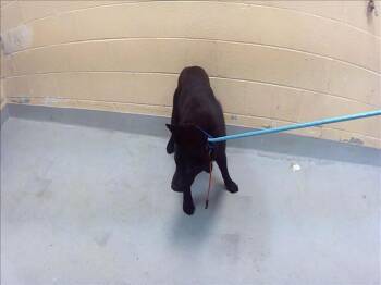 Chow Chow and Mixed Breed Dogs Available for Adoption in Tulsa, Oklahoma - CAJUN BELLE | PetCurious