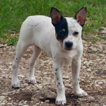 Vaquero -  Chihuahua and Rat Terrier Dog for Adoption in Boerne, Texas - Vaquero | PetCurious