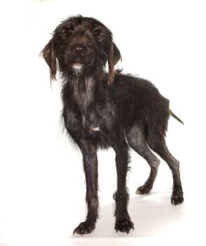 Poodle Dogs Available for Adoption - Trixie | PetCurious