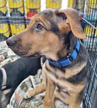 Hansel -  Shepherd Dog for Adoption - Hansel | PetCurious