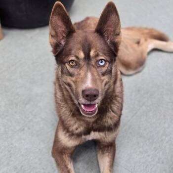 Husky Dogs Available for Adoption in Bethel, Connecticut - Autumn | PetCurious