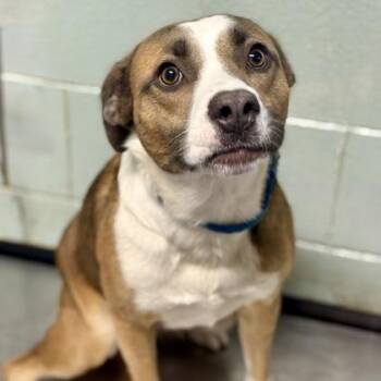 Thelma -  Pit Bull Terrier and Australian Shepherd Dog for Adoption in Red Bluff, California - Thelma | PetCurious