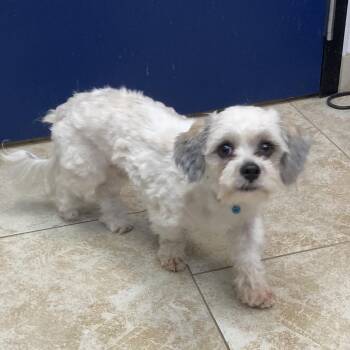 Simon -  Shih Tzu Dog for Adoption in Galveston, Texas - Simon | PetCurious
