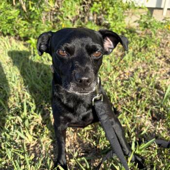Oscar -  Chihuahua Dog for Adoption in Harlingen, Texas - Oscar | PetCurious