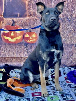 Rescue Shepherd Dogs for Adoption in Dana Point, California - Rocky 2 | PetCurious