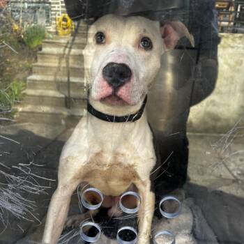 Mixed Breed Dogs Available for Adoption in Philadelphia, Pennsylvania - Ridoc | PetCurious
