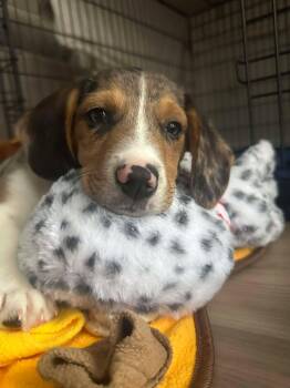 Rescue Basset Hound Dogs for Adoption in Greece, New York - Bodhi | PetCurious