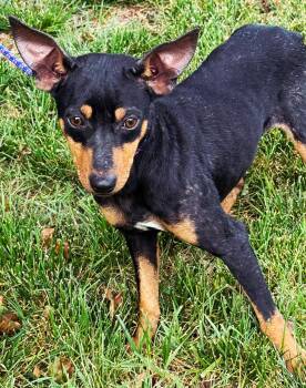 Miniature Pinscher Dogs Available for Adoption in Franklin, Tennessee - TREY | PetCurious