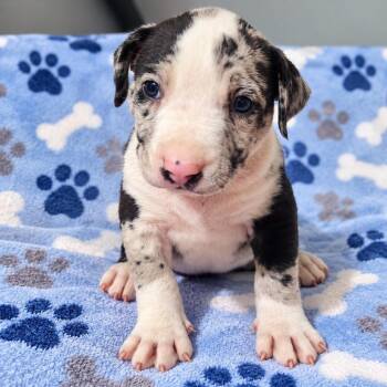 Ozzy Pawsbourne -  American Bulldog and Catahoula Leopard Dog Dog for Adoption in Cartersville, Georgia - Ozzy Pawsbourne | PetCurious