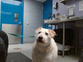 GRIFFIN -  Wheaten Terrier and Labrador Retriever Dog for Adoption in Albuquerque, New Mexico - GRIFFIN | PetCurious