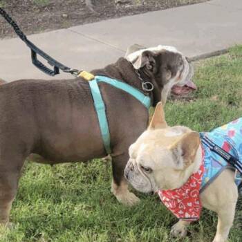 Rhea -  English Bulldog Dog for Adoption in Austin, Texas - Rhea | PetCurious