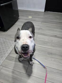 Bart -  Pit Bull Terrier Dog for Adoption in Arlee, Montana - Bart | PetCurious