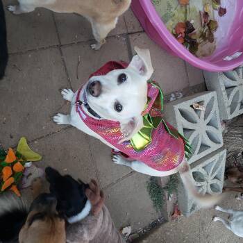 Rescue Yellow Labrador Retriever and Jack Russell Terrier Dogs for Adoption in Murphys, California - Buddy | PetCurious