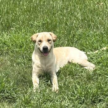 Spirit -  Yellow Labrador Retriever Dog for Adoption in Spring, Texas - Spirit | PetCurious
