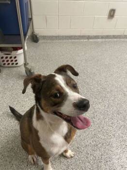 Rescue Hound and Mixed Breed Dogs for Adoption in Knoxville, Tennessee - Harrisburg | PetCurious