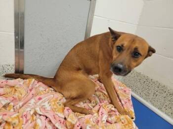 Graham -  Terrier and Mixed Breed Dog for Adoption in Atlanta, Georgia - Graham | PetCurious