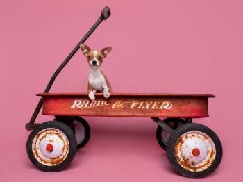 Italian Greyhound Dogs Available for Adoption - Seed: Sesame | PetCurious