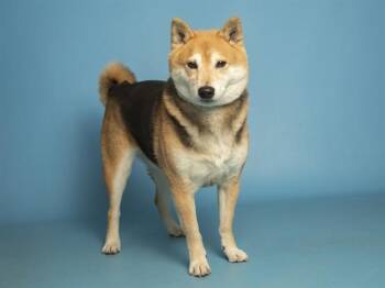 Shiba Inu Dogs Available for Adoption - OJI | PetCurious