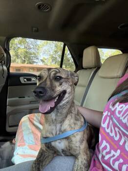 Bruce -  Pit Bull Terrier Dog for Adoption in Crystal Lake, Illinois - Bruce | PetCurious