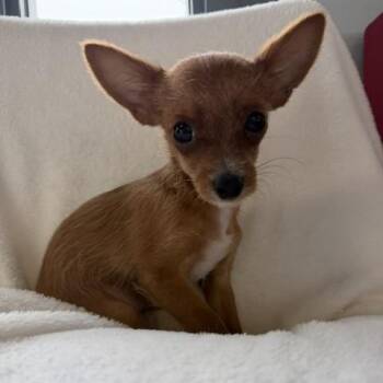 Roberts -  Chorkie Dog for Adoption in Tulsa, Oklahoma - Roberts | PetCurious