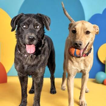 Sky and Brian -  Labrador Retriever and Shepherd Dog for Adoption in San Antonio, Texas - Sky And Brian | PetCurious