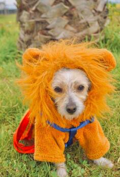 Chihuahua and Yorkshire Terrier Dogs Available for Adoption in San Diego, California - Lukie | PetCurious