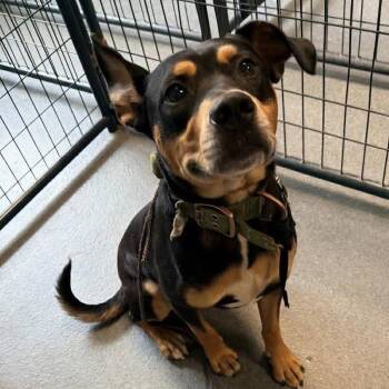 Stanley -  Mixed Breed Dog for Adoption in Wappingers Falls, New York - Stanley | PetCurious