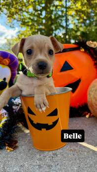 Belle -  Chiweenie Dog for Adoption in Walker, Louisiana - Belle | PetCurious