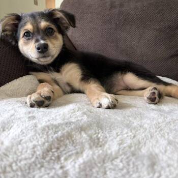 Fox Terrier Dogs Available for Adoption in North Prairie, Wisconsin - **OLIVE** | PetCurious