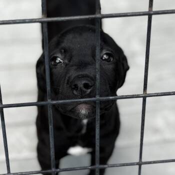 Retriever and Mixed Breed Dogs Available for Adoption in Bradenton, Florida - Thigpen | PetCurious