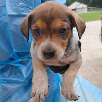 Roxie 3283 -  Bluetick Coonhound and Mixed Breed Dog for Adoption in Loxahatchee Groves, Florida - Roxie 3283 | PetCurious