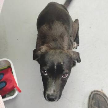 Mixed Breed Dogs Available for Adoption in Duncan, Oklahoma - Blair | PetCurious