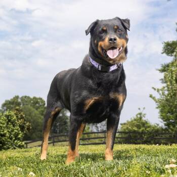 Tati -  Rottweiler and Mixed Breed Dog for Adoption in Franklin, Tennessee - Tati | PetCurious