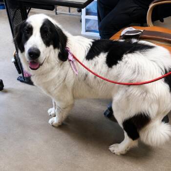 Penelope (Benefactor Dog) -  Great Pyrenees Dog for Adoption in New Orleans, Louisiana - Penelope (Benefactor Dog) | PetCurious